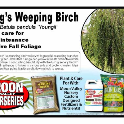 Young's Weeping Birch