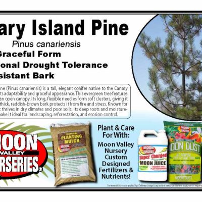 Canary Island Pine
