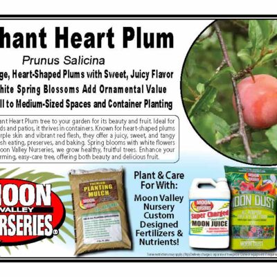 Elephant Heart Plum