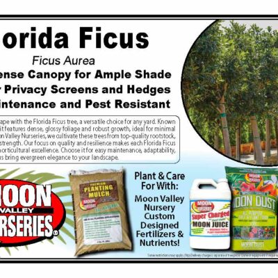 Florida Ficus