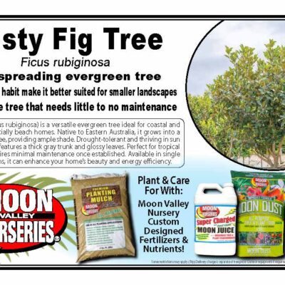 Rusty Fig Tree