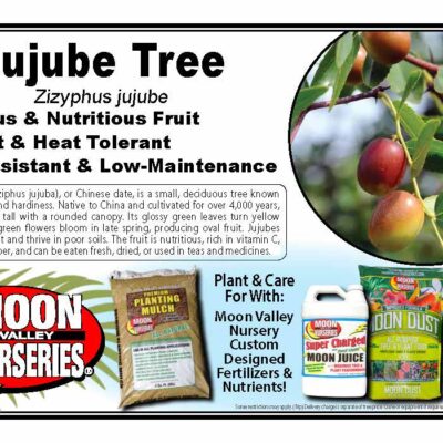 Jujube Tree