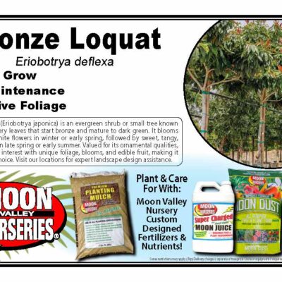 Bronze Loquat