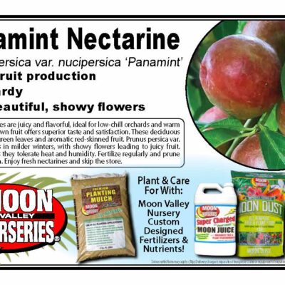 Panamint Nectarine