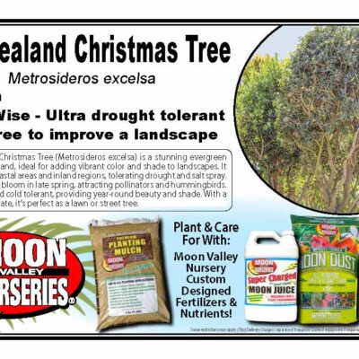 New Zealand Christmas Tree