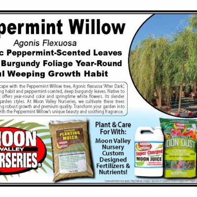 Peppermint Willow