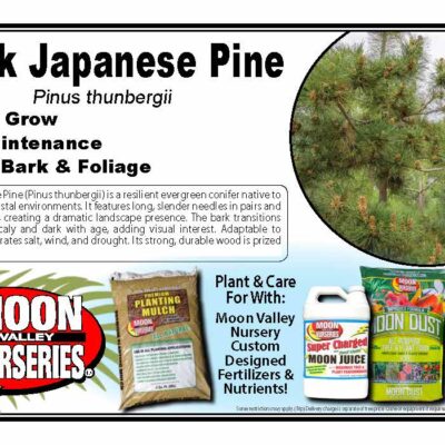 Black Japanese Pine