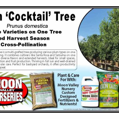 Plum 'Cocktail' Tree