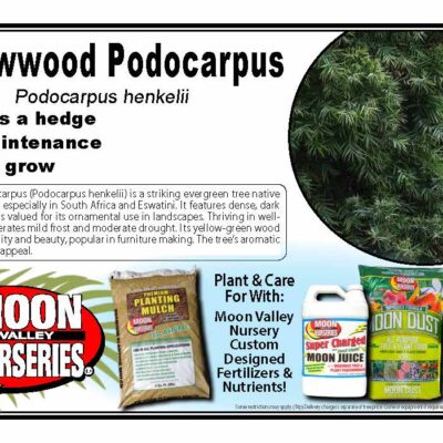 Yellowwood Podocarpus