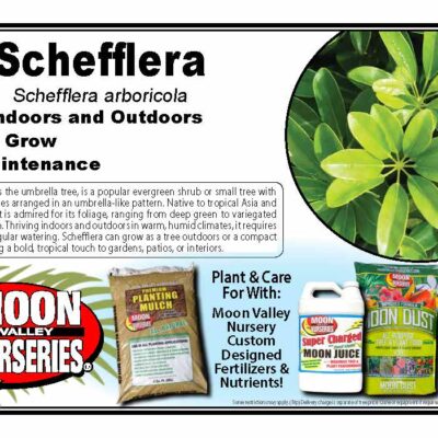 Schefflera