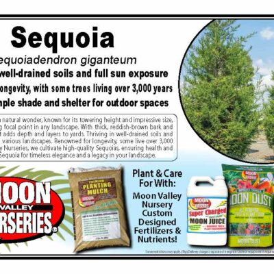 Sequoia