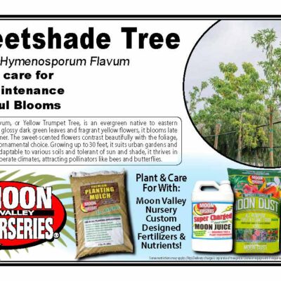Sweetshade Tree