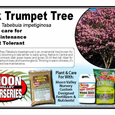 Pink Trumpet Tree