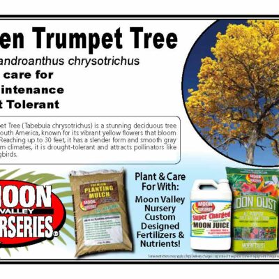 Golden Trumpet Tree