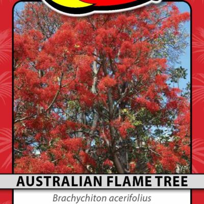 Australian Flame Tree