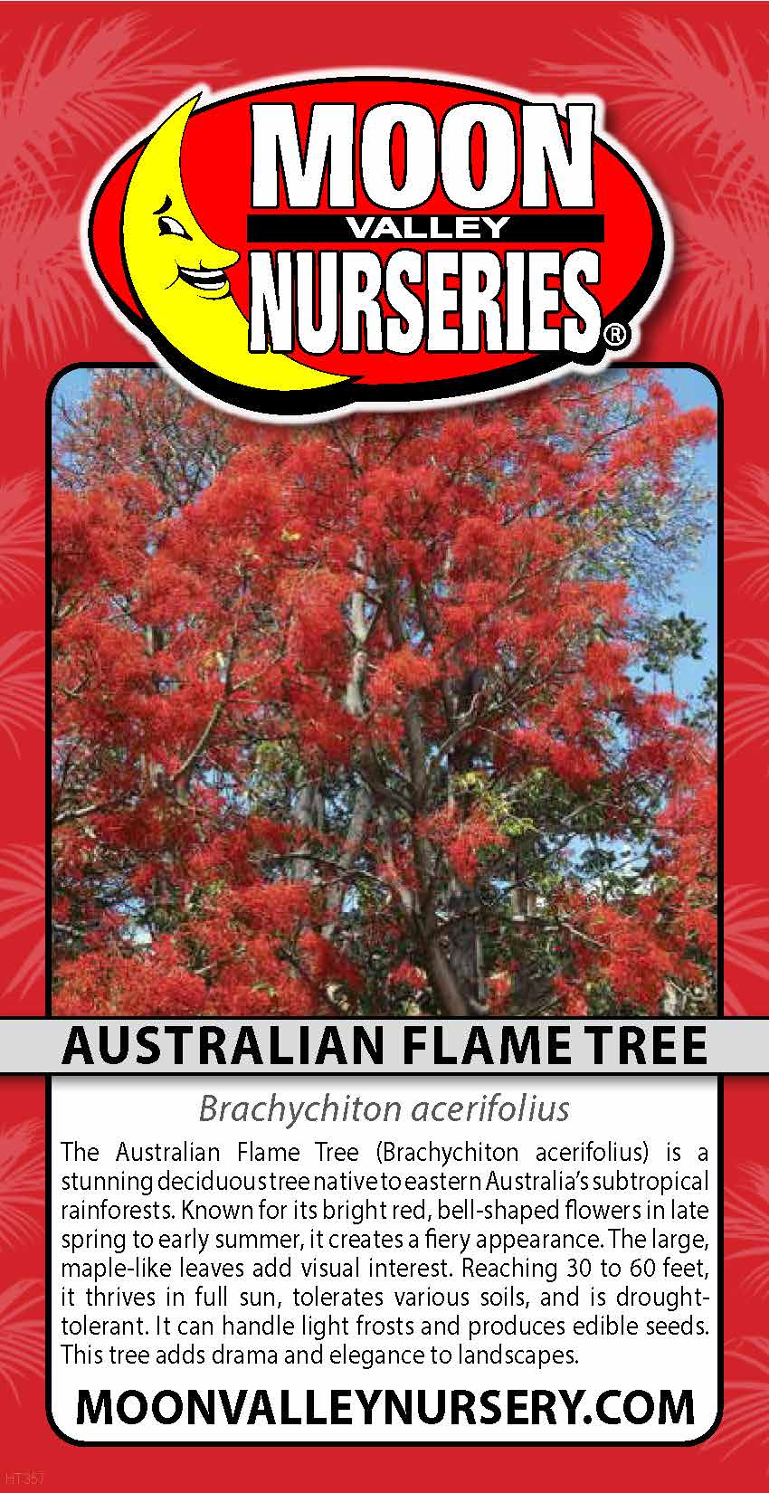 Australian Flame Tree