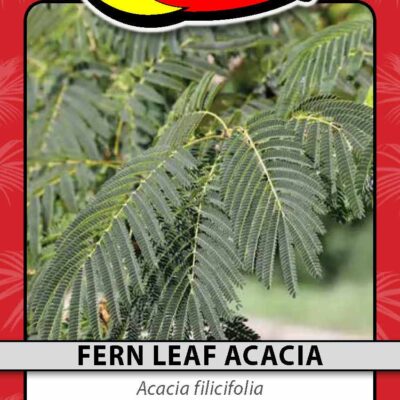 Fern Leaf Acacia