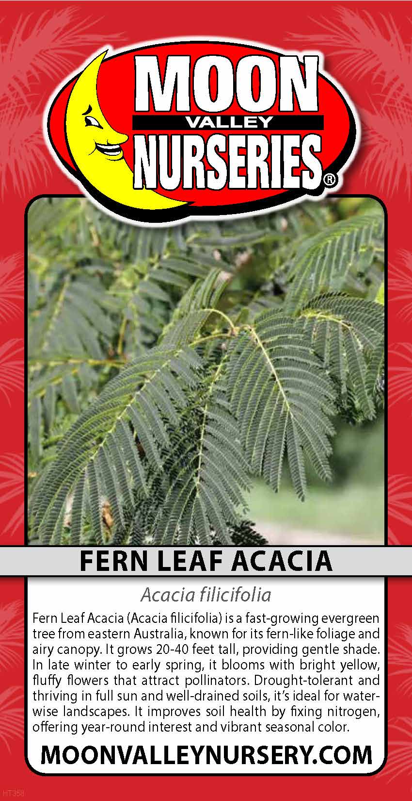 Fern Leaf Acacia