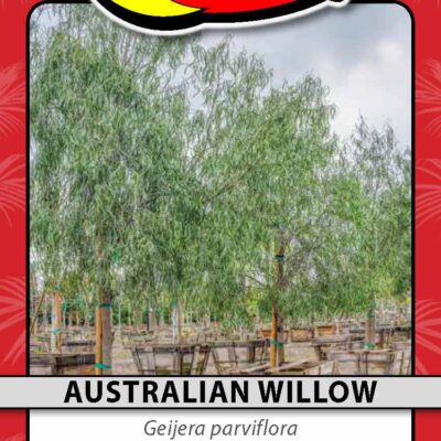 Australian Willow