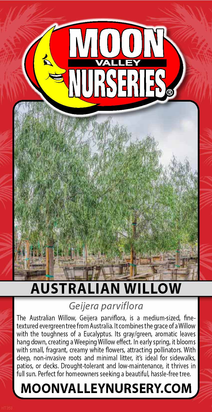 Australian Willow