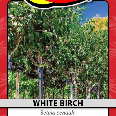 White Birch