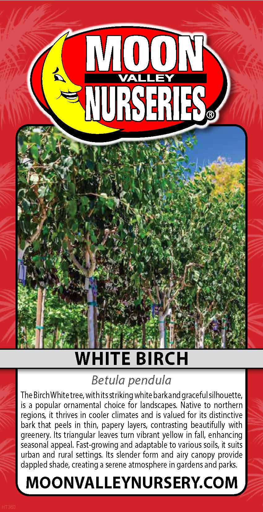 White Birch