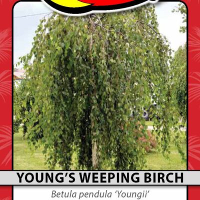 Young's Weeping Birch
