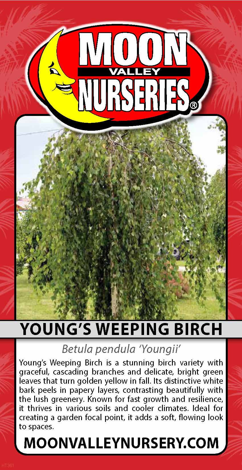 Young's Weeping Birch
