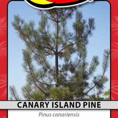 Canary Island Pine