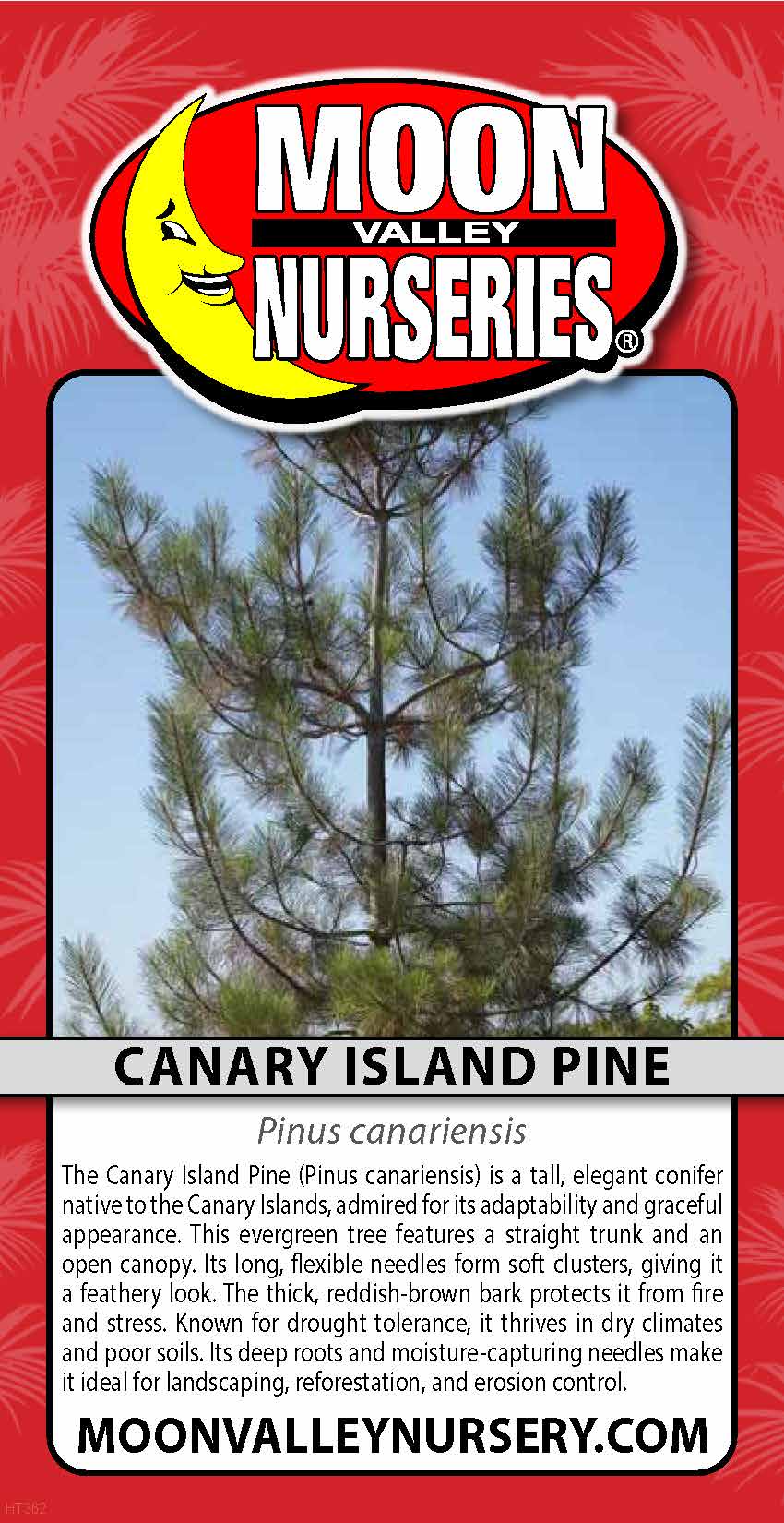 Canary Island Pine