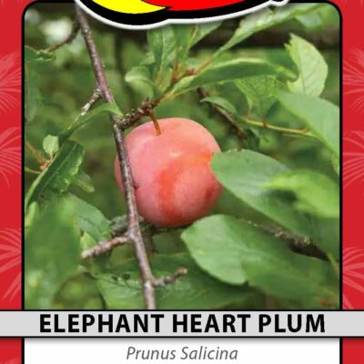Elephant Heart Plum