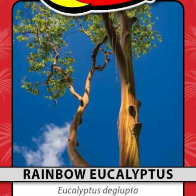 Rainbow Eucalyptus