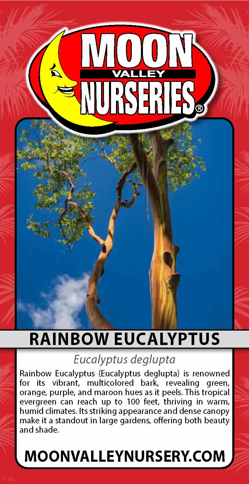 Rainbow Eucalyptus