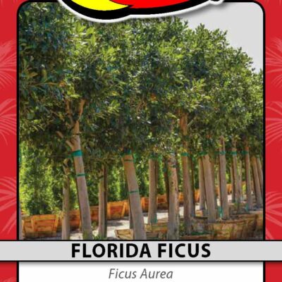 Florida Ficus