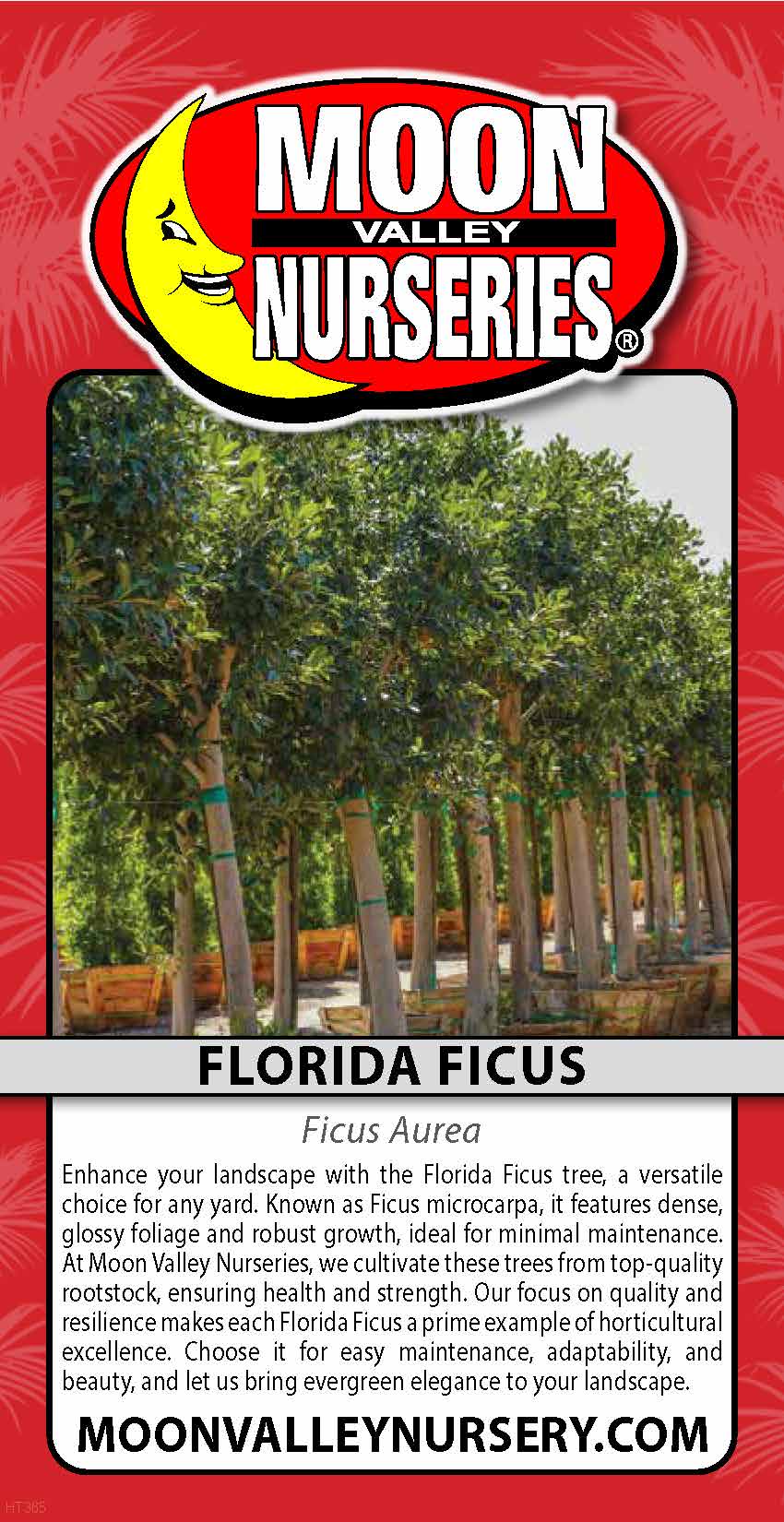 Florida Ficus