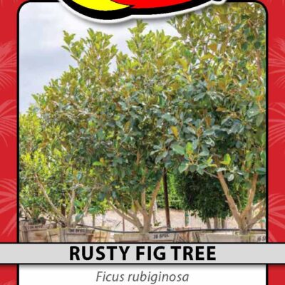 Rusty Fig Tree