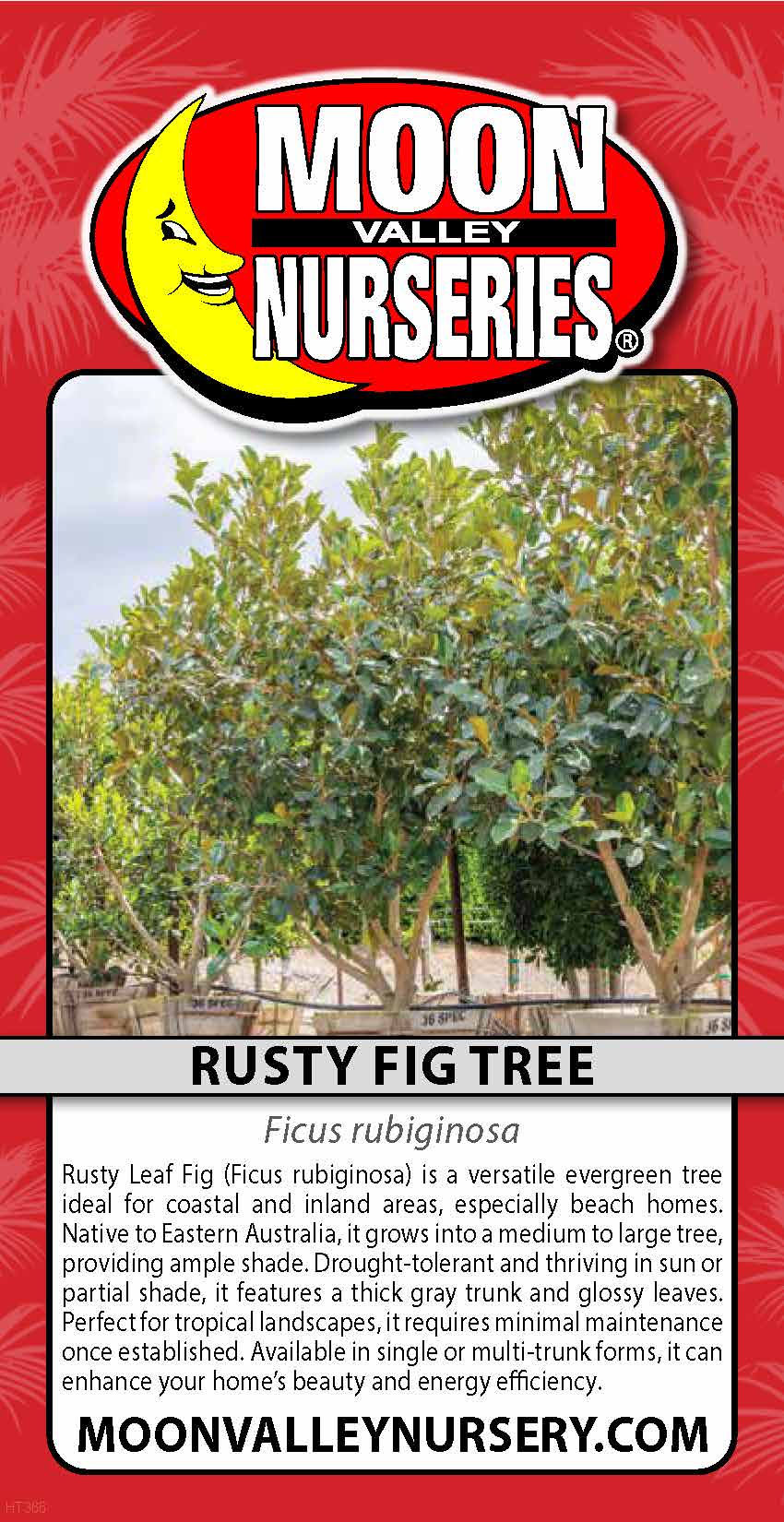 Rusty Fig Tree