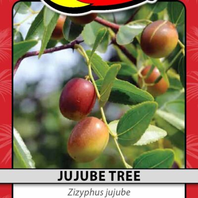 Jujube Tree