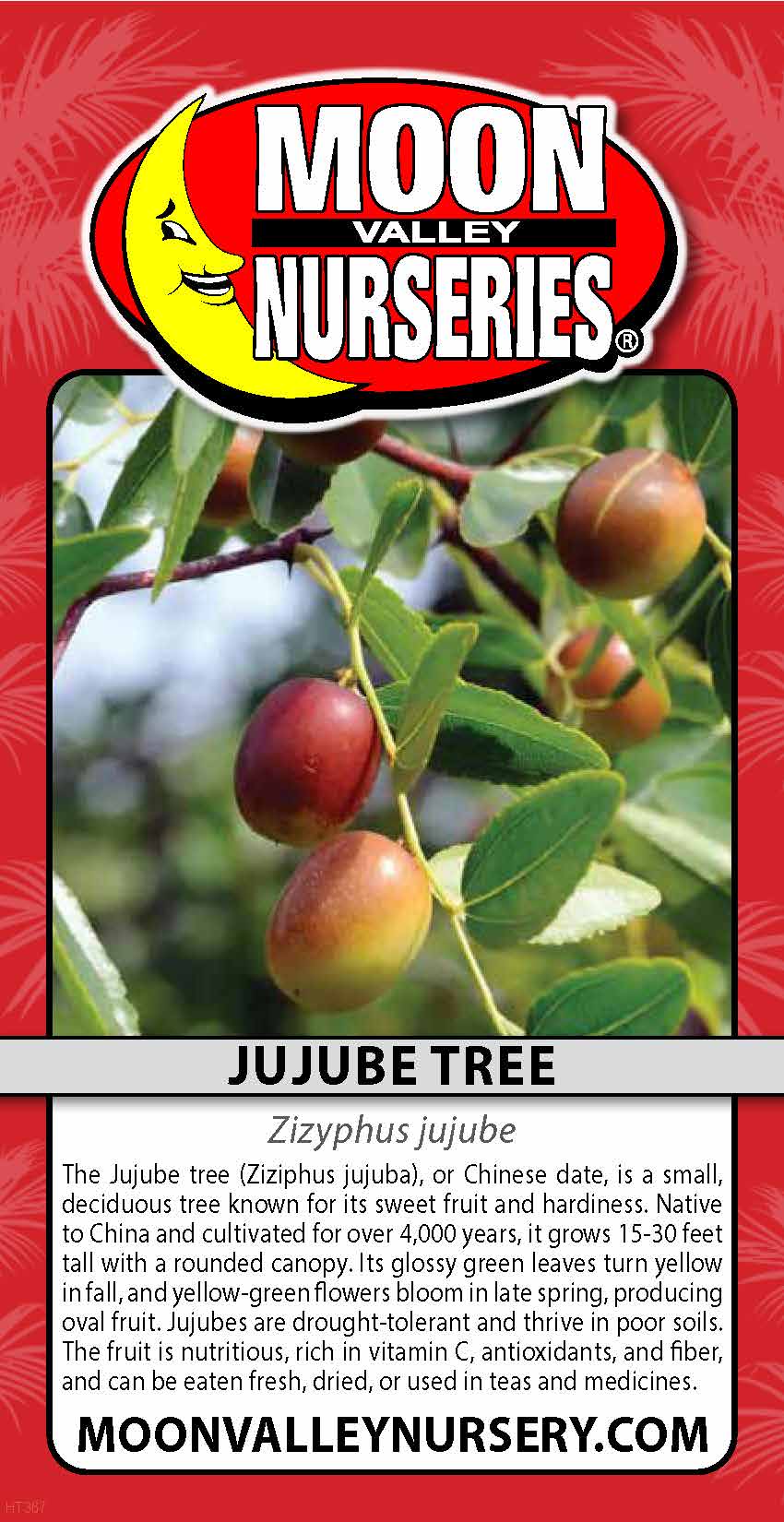 Jujube Tree