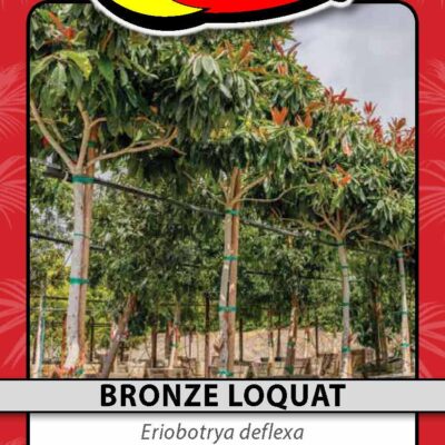 Bronze Loquat