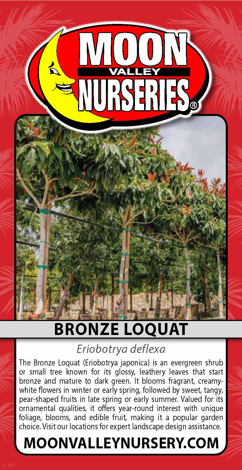 Bronze Loquat