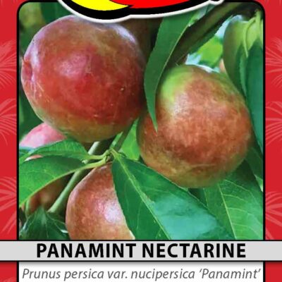 Panamint Nectarine