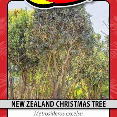 New Zealand Christmas Tree