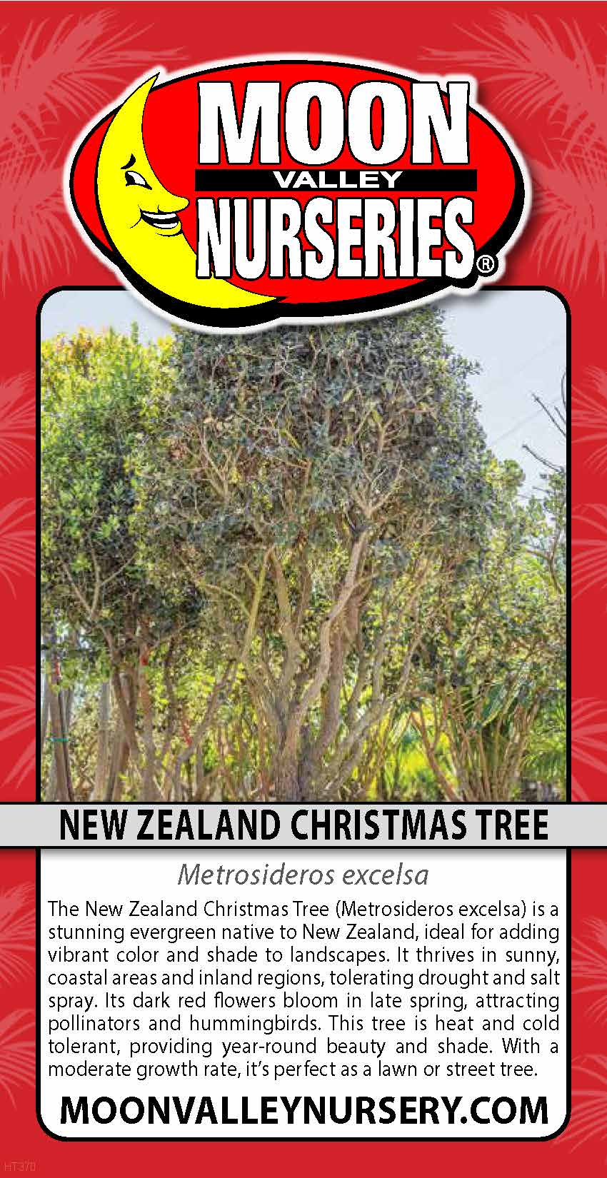 New Zealand Christmas Tree