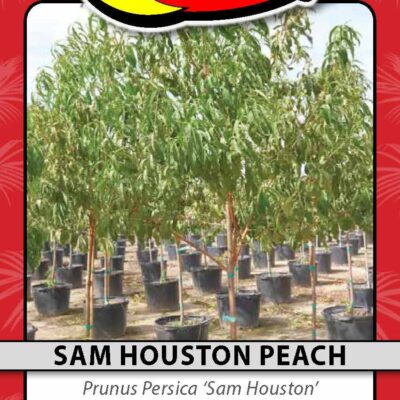 Sam Houston Peach