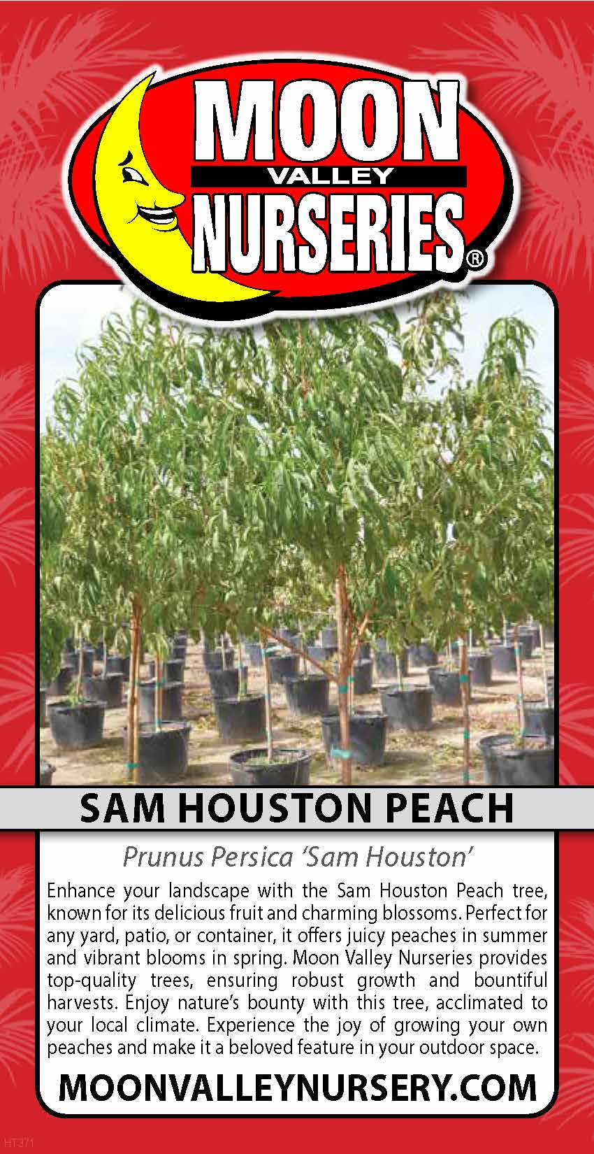 Sam Houston Peach