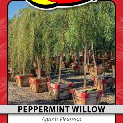 Peppermint Willow
