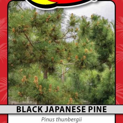 Black Japanese Pine
