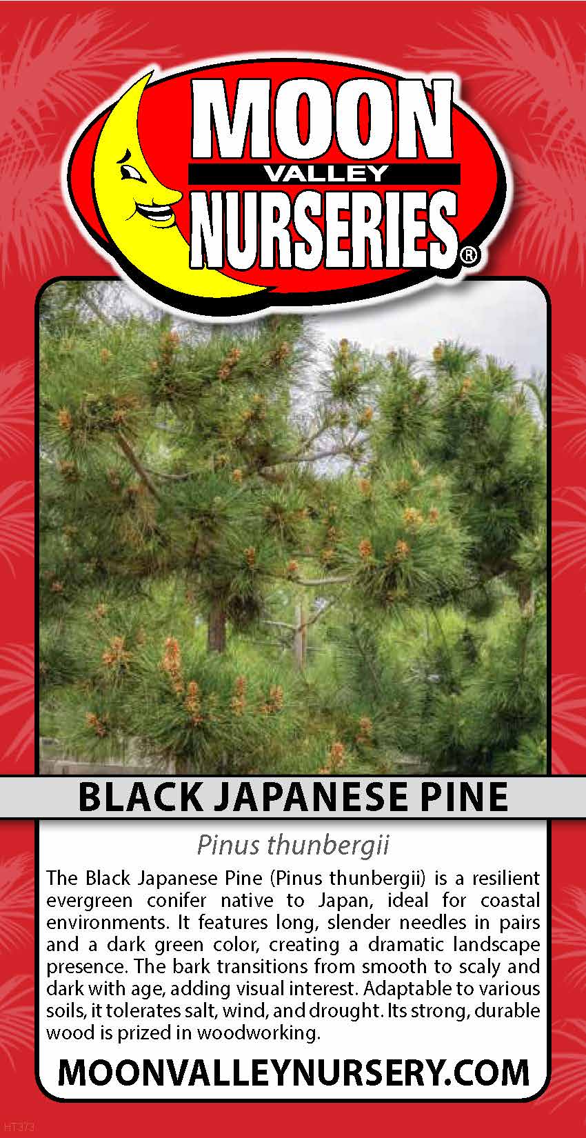 Black Japanese Pine