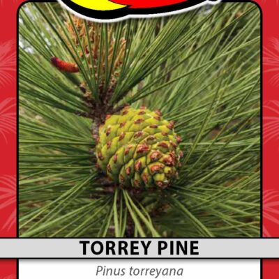 Torrey Pine